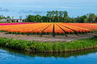Bunte Zwiebelfelder in der Zwiebelregion