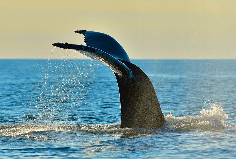 Plongée au coucher du soleil. par Koen Hoekemeijer