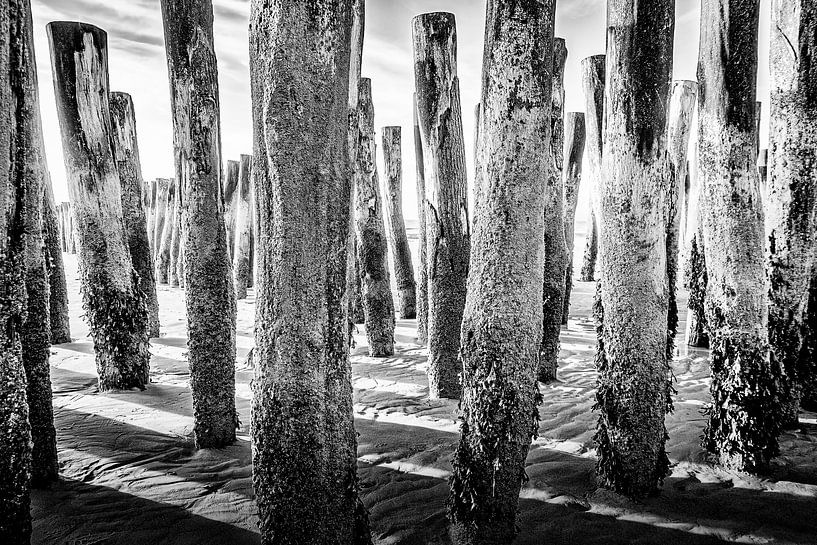 Schwarze Palisaden am Meer von Luc V.be