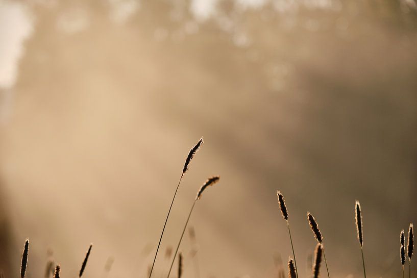 Humeur du matin par Tobias Reißbach