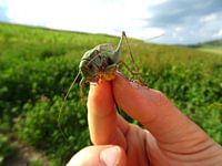 Close up van sprinkhaan