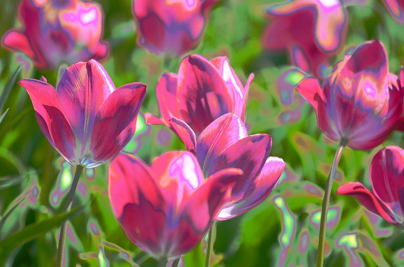 Pretty pink tulips with sparkling artistic effect by Gerrit Pluister