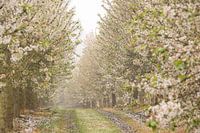 Fleurir dans le Limbourg méridional
