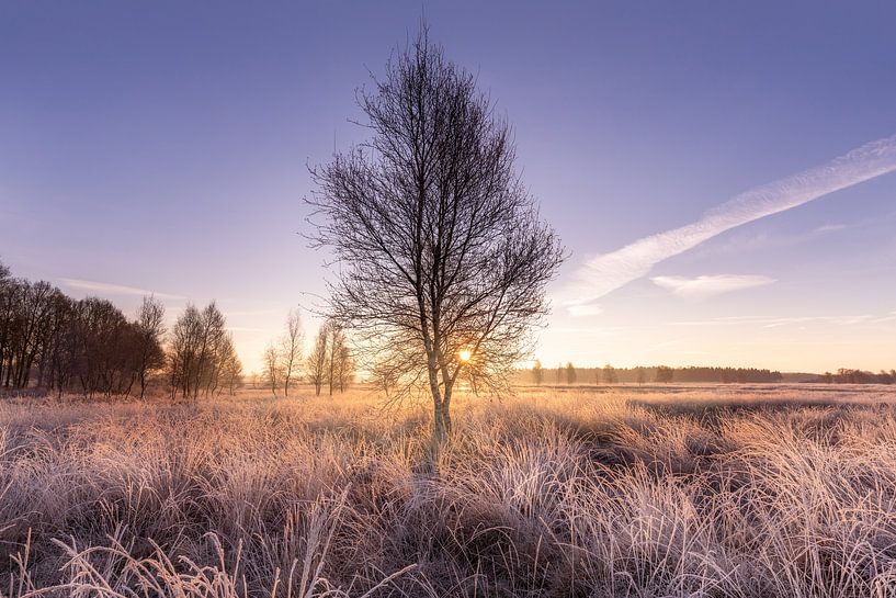 Winterbirke auf dem Scharreveld von KB Design & Photography (Karen Brouwer)