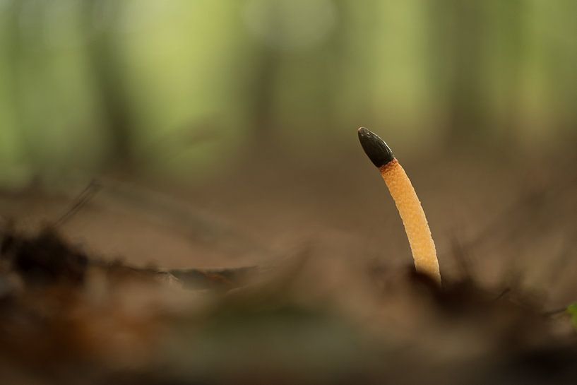 Petit champignon puant (Dog's Hallus - Mutinus caninus) par Moetwil en van Dijk - Fotografie