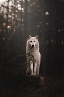 Loup blanc au crépuscule