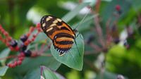 beautiful orange butterfly on a berry bush