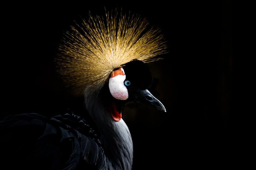 Grey Crane by Foto Studio Labie