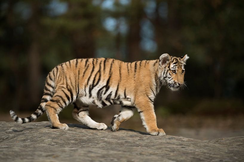 Royal Bengal Tiger ( Panthera tigris ), full body, side view by wunderbare Erde