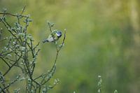 grande mésange en automne