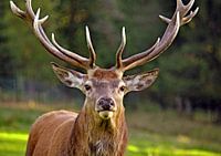 Rothirsch - direkter Blickkontakt