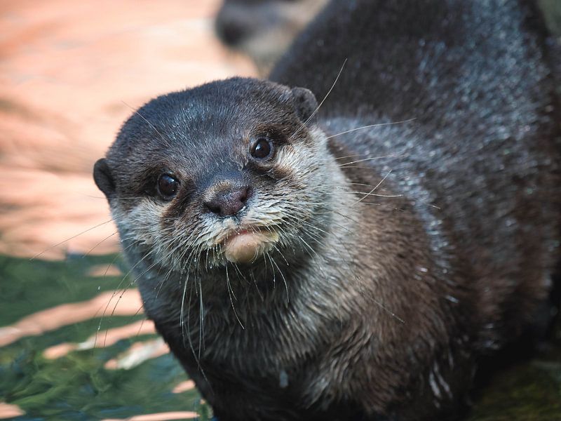 Asian Clay Digger by Beeld Creaties Ed Steenhoek | Photography and Artificial Images