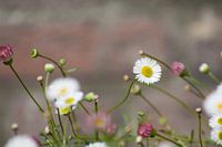Wild daisies in front of a brick wall