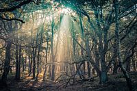 And then there was light