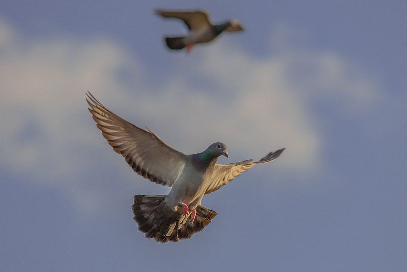 Brieftauben von Roy IJpelaar