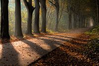 Schönes Licht von der Sonne durch die Bäume