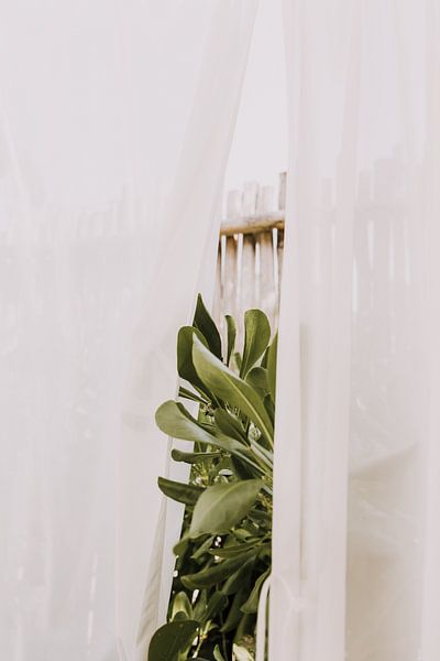 Mexiko | Botanischer Garten | Grüne Blätter | Tulum von Roanna Fotografie