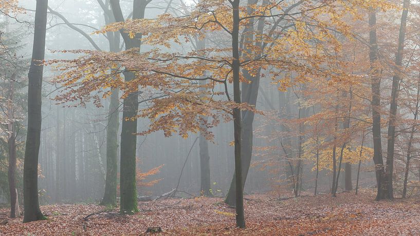 Rotbuche im Herbstwald von Dick Doorduin