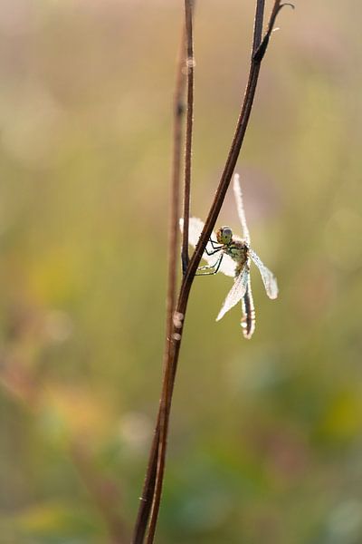 Libellule aux ailes lumineuses par Moetwil en van Dijk - Fotografie