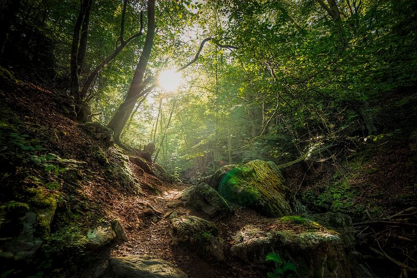Forêt atmosphérique par Kelly Grosemans