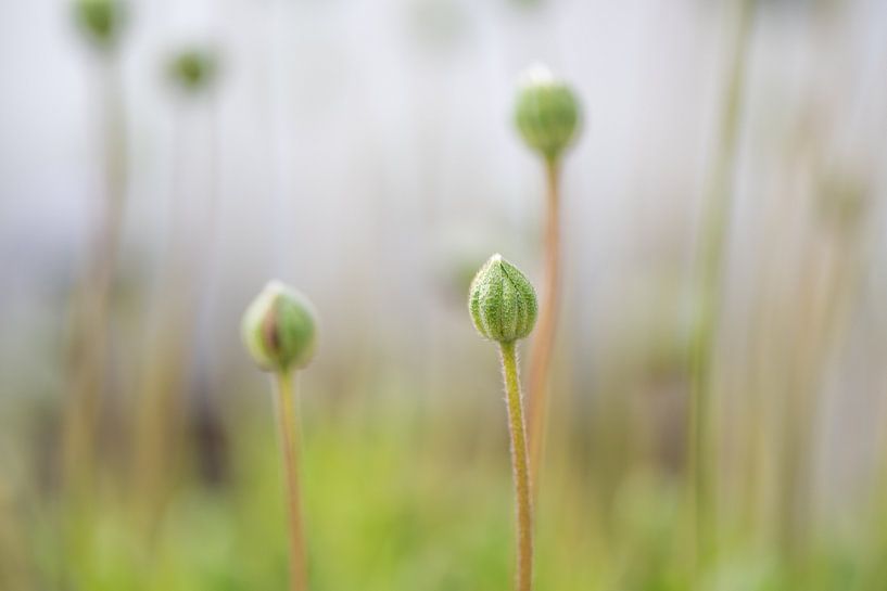 Versprechen von Ingrid Aanen