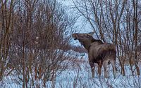 Elan en train de se nourrir - Moment de silence dans la nature sauvage nordique