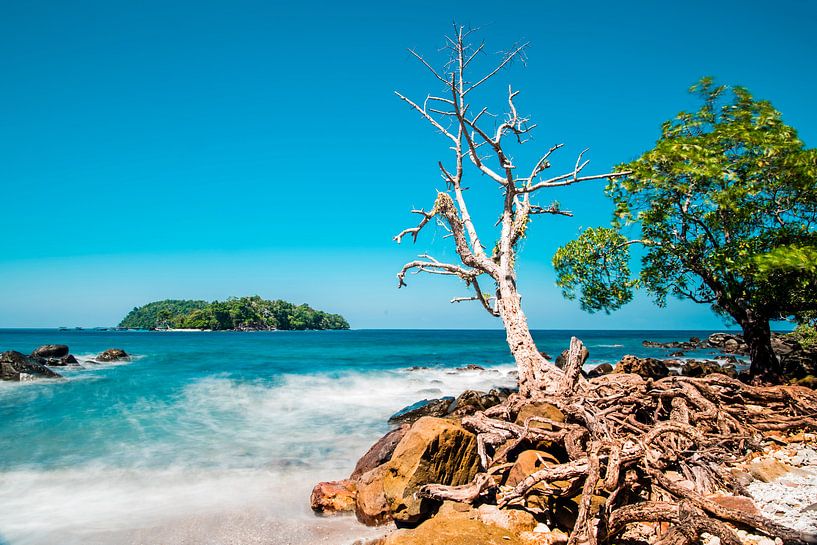 Un arbre dans le surf par Corrine Ponsen