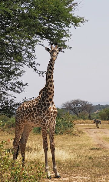 Masai-Giraffe unter der Akazie in der Nähe des Mara-Flusses in der Serengeti von Aagje de Jong