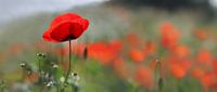 Mohn 2