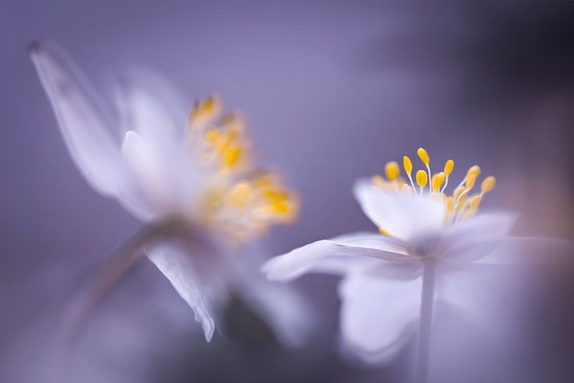 Anémones en violet par Patricia van Kuik