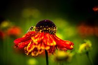 Echinacée jaune rouge