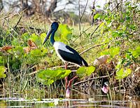 Corroboree Jabiru - Oiseau - Zones humides d'Australie