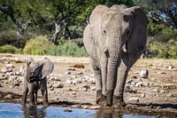 Olifanten familie geniet van het verkoelende water