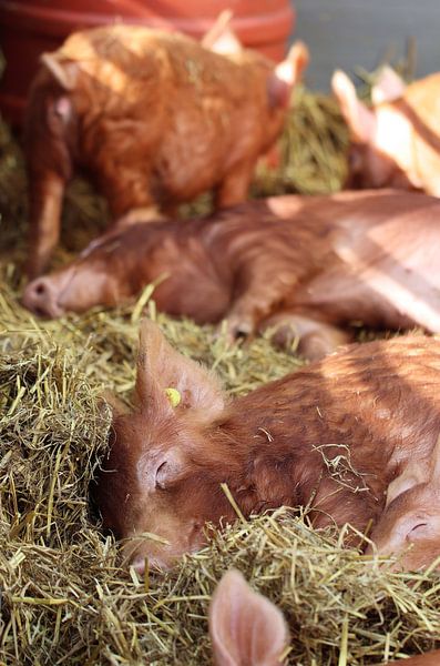 Schwein von Anja Kok
