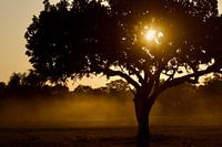 Zonsopkomst in Zambia