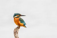 Der KingFisher