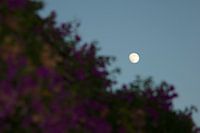Maan achter de struiken