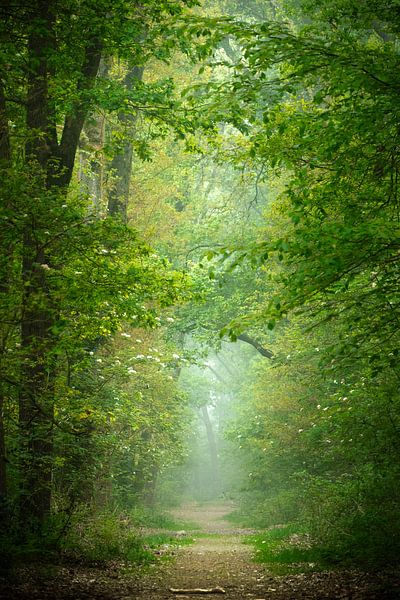 Mystischer Pfad von Kees van Dongen