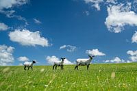Three sheep on the stormy North Sea coast
