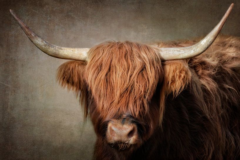 Highlander Lady par Claudia Moeckel