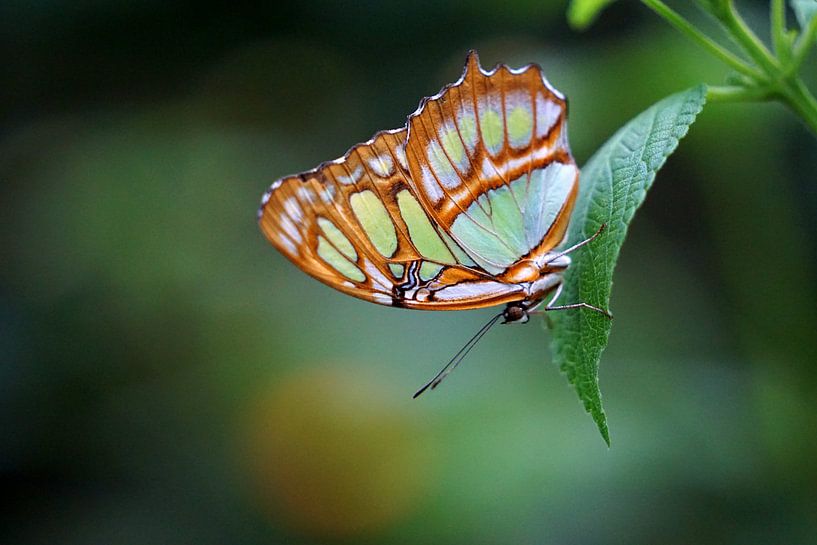 Malachite butterfly by Ineke Klaassen
