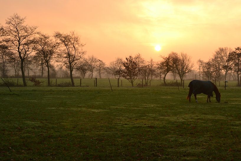 Horse in the rising sun, Doezum, Groningen by Mark van der Werf