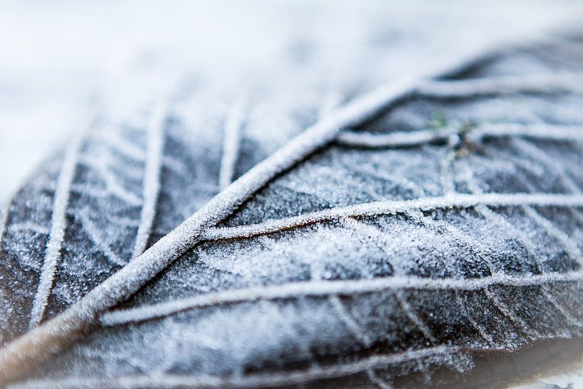 L'hiver prochain par Leon Weggelaar