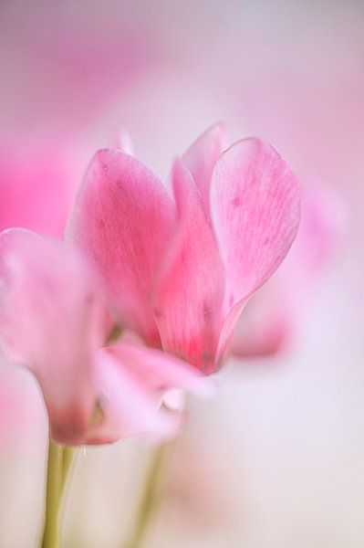Schönheit in kleinen Momenten von Foto A de Jong