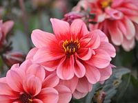 Roze Dahlia's