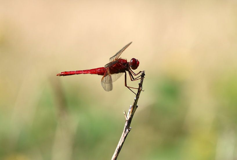 Feuerlibelle von Matthias Brix