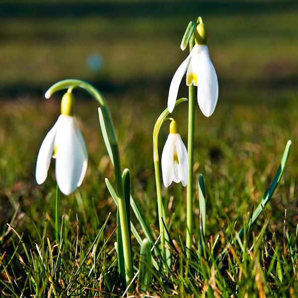 Zarte Schneeglöckchen auf der Frühlingswiese von Silva Wischeropp