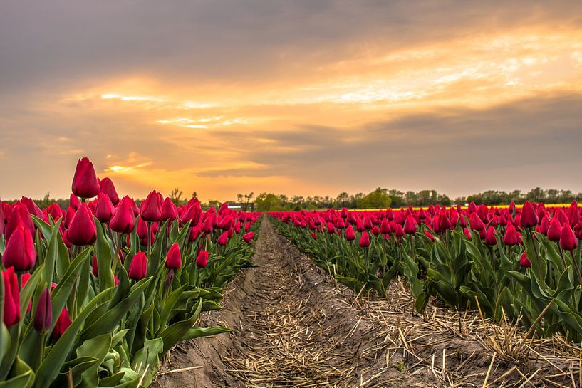 Tulpenveld Noordwijk par Thomas Paardekooper