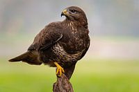 Mäusebussard (Buteo buteo)