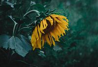 Traurige Sonnenblume